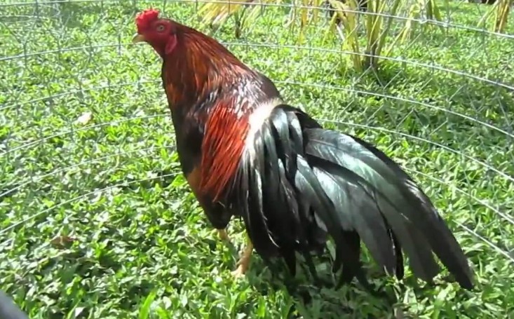 Cách nuôi gà đá lên lực để thắng mọi đối thủ không nên bỏ qua