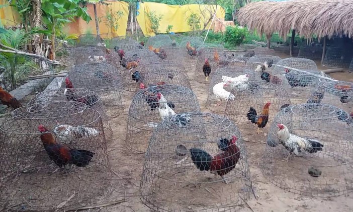 Những trang trại gà chọi nổi tiếng nhất Việt Nam