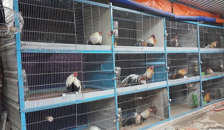 Những trang trại gà chọi nổi tiếng nhất Việt Nam